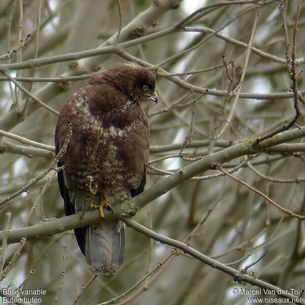 Common Buzzard