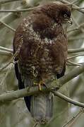 Common Buzzard