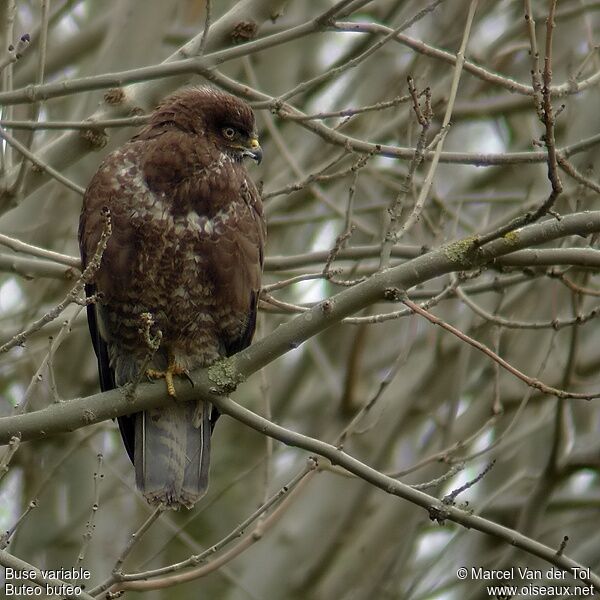 Common Buzzard