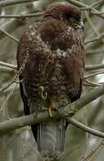 Common Buzzard