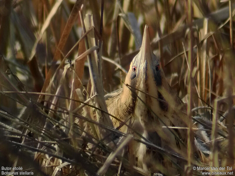 Eurasian Bittern