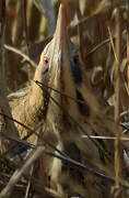 Eurasian Bittern