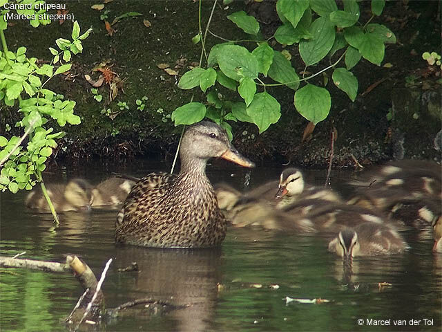 Canard chipeau