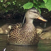 Canard chipeau