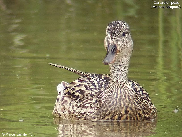 Canard chipeau