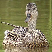 Canard chipeau