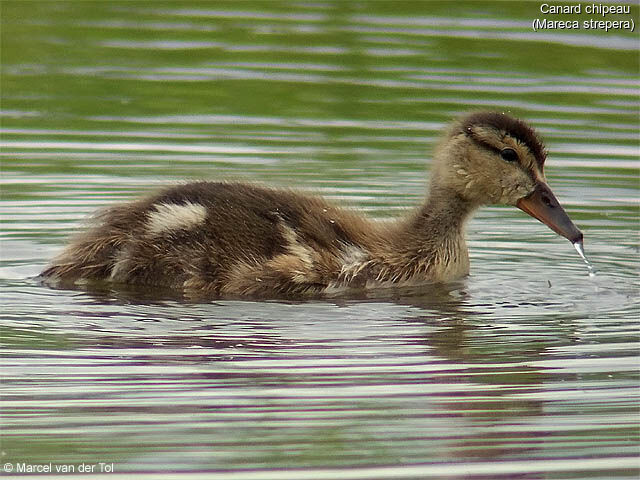 Gadwall