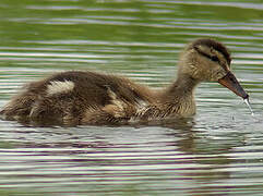 Canard chipeau