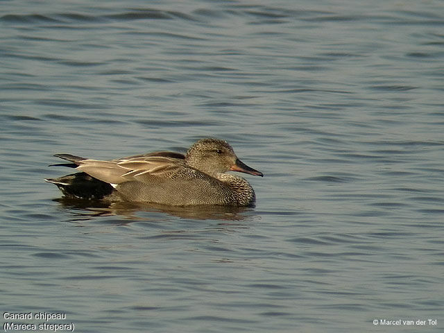 Canard chipeau