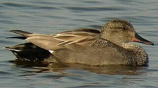 Canard chipeau