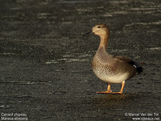 Gadwall male adult