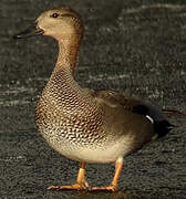 Gadwall