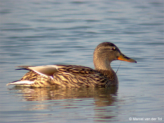 Canard colvert