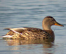 Canard colvert