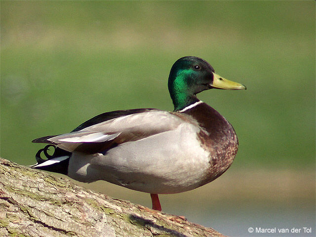 Canard colvert