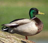 Canard colvert