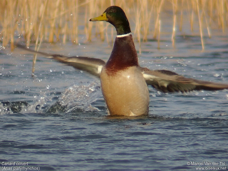 Canard colvert