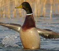 Canard colvert