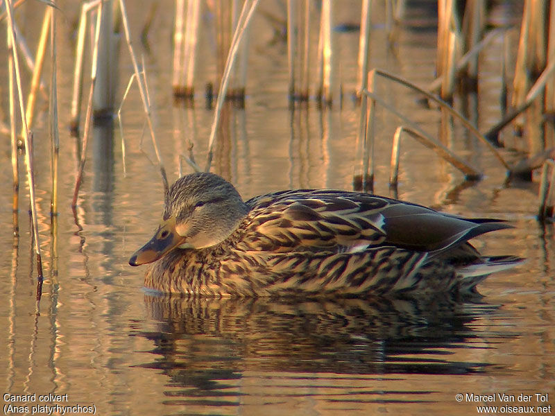 Canard colvert