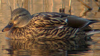 Mallard