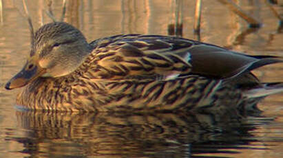 Canard colvert