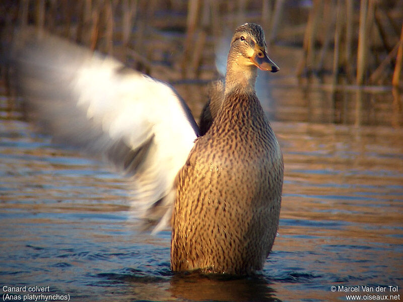 Canard colvert