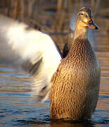 Canard colvert