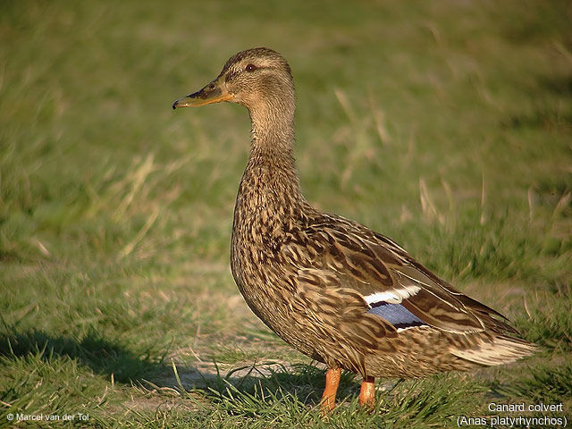 Canard colvert