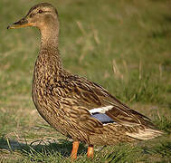 Canard colvert