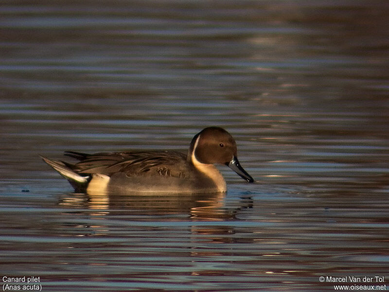 Canard pilet