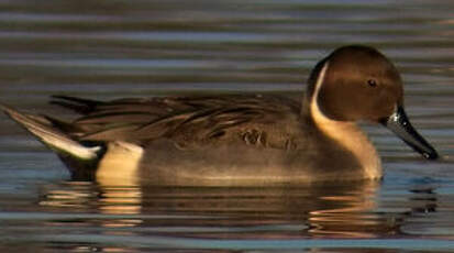 Canard pilet