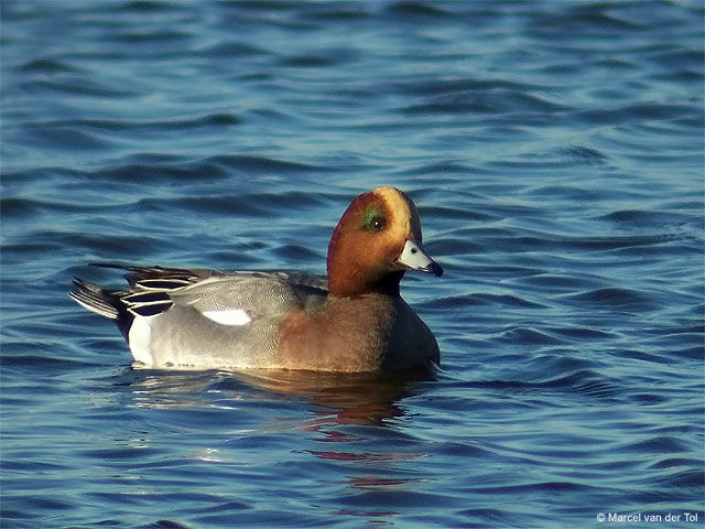 Canard siffleur