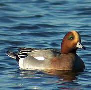 Canard siffleur