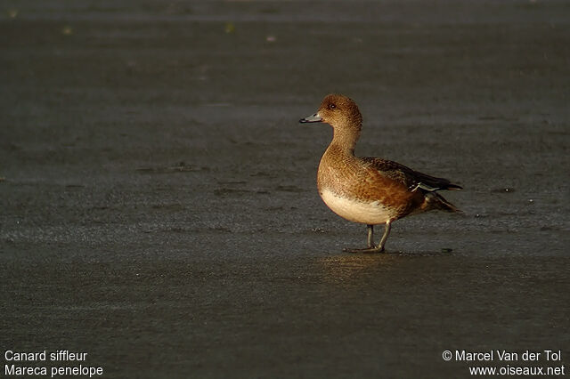 Canard siffleur femelle adulte