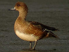 Eurasian Wigeon