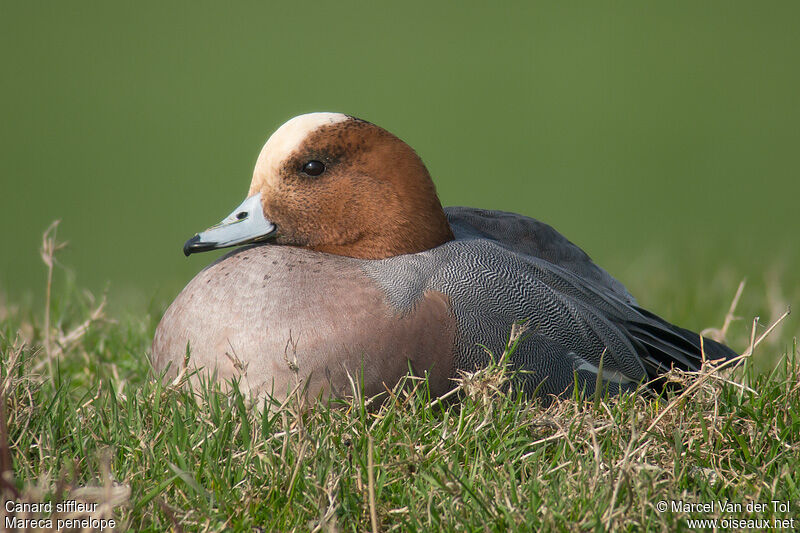 Canard siffleur mâle adulte