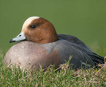 Eurasian Wigeon