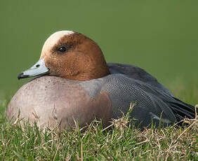 Canard siffleur