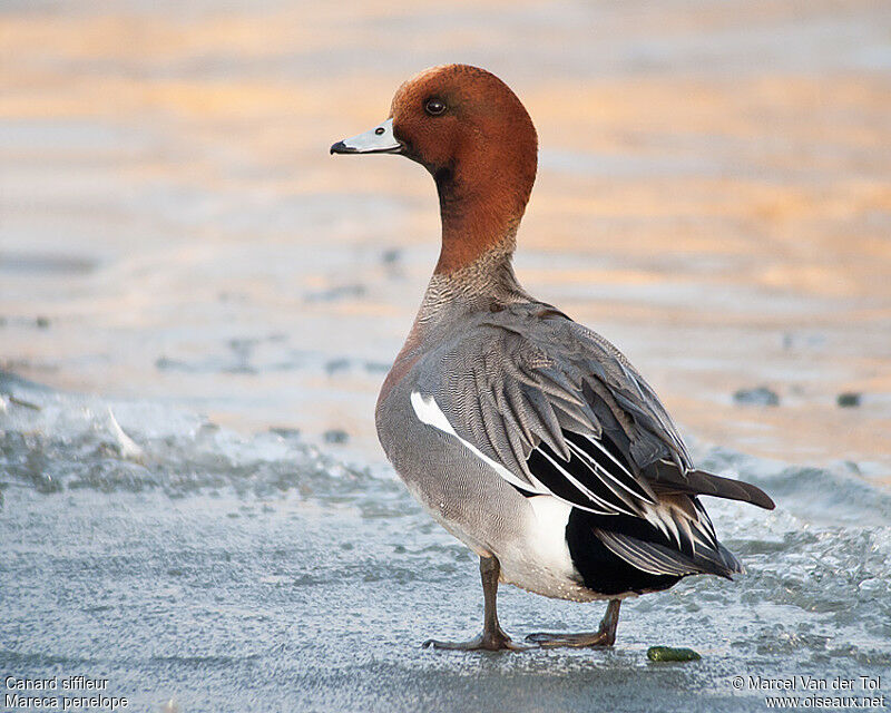 Canard siffleur mâle adulte