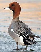 Eurasian Wigeon