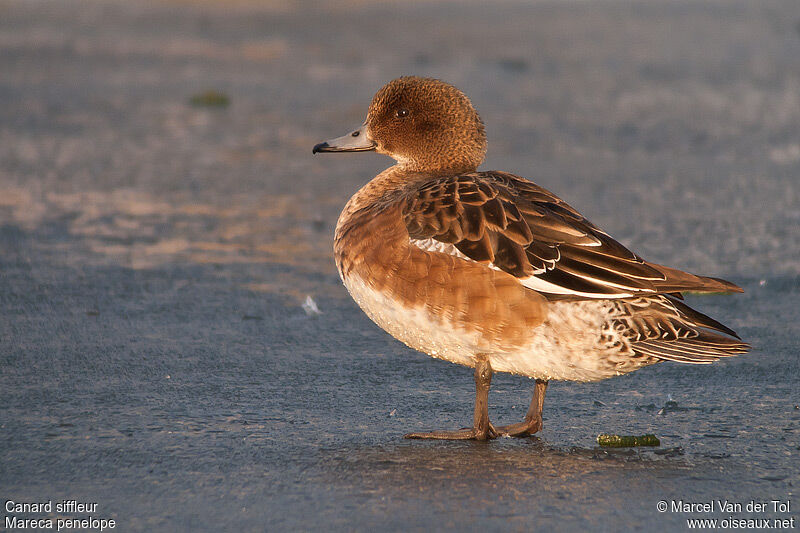 Canard siffleur femelle adulte