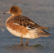 Eurasian Wigeon