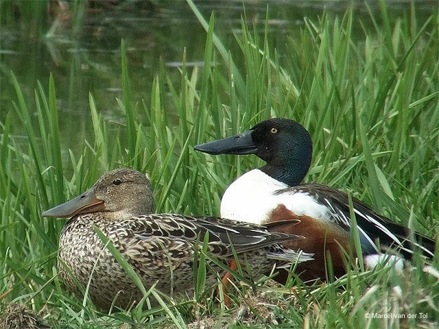 Canard souchet