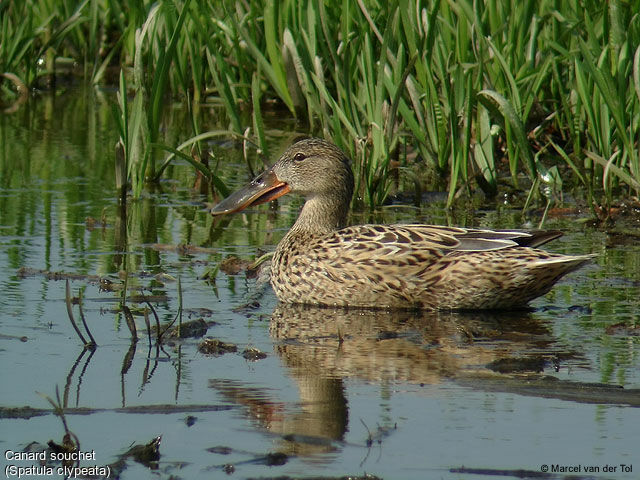 Canard souchet