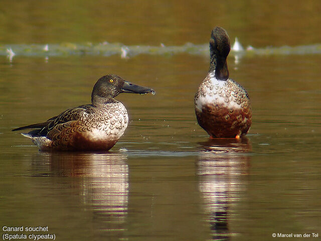 Canard souchet