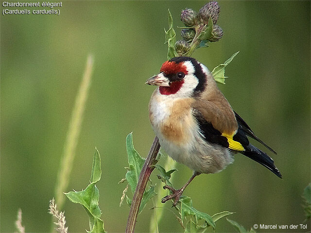 European Goldfinch