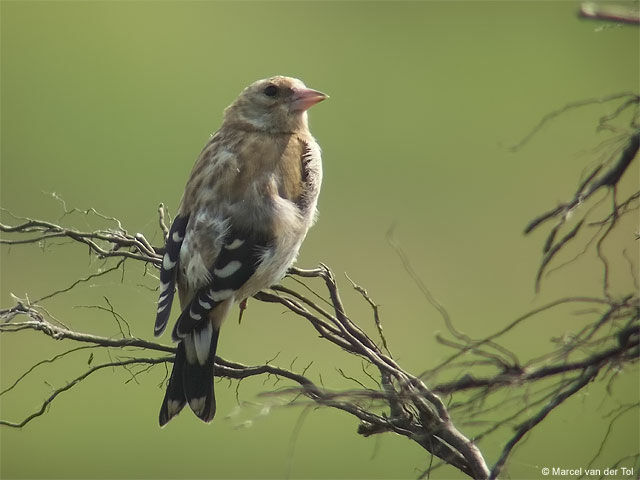 European Goldfinch