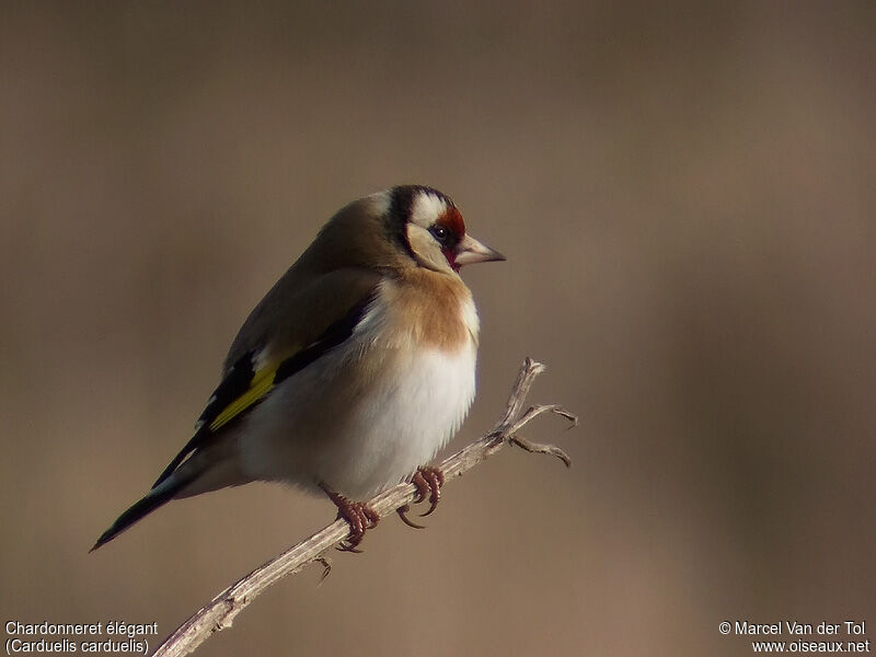 European Goldfinch