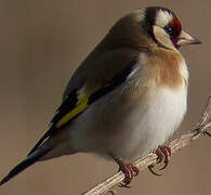 European Goldfinch