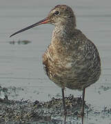 Spotted Redshank